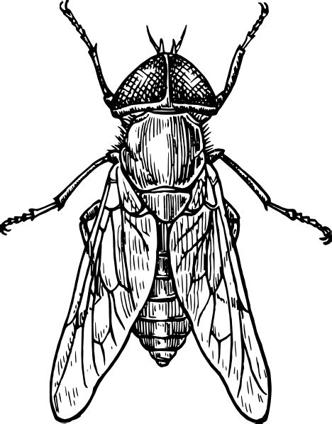 Insects Clipart Black And White - ClipArt Best