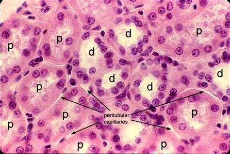 Renal Tubule Histology