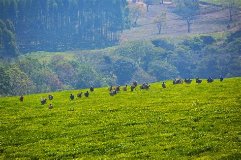 Mulanje Mountain: A road trip in Malawi