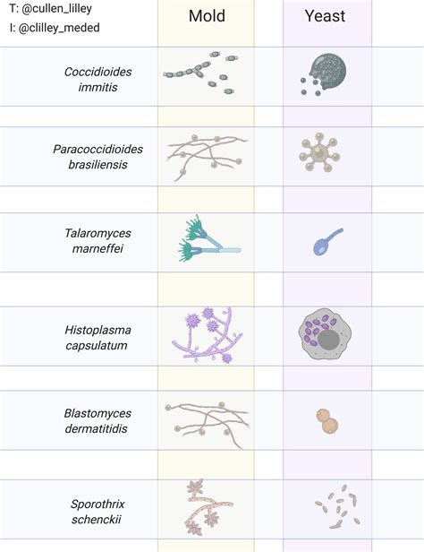 Fungal Growth Patterns — PathElective