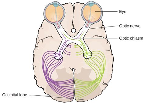 How We See – General Psychology