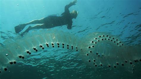 Mysterious Ocean Blobs Aren’t So Mysterious - The Atlantic