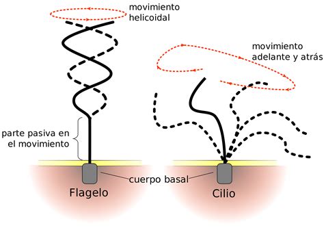 el moderno prometeo: Cilios y Flagelos: Morfología Básica