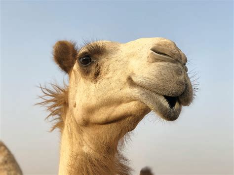 Free stock photo of arabian camel, desert