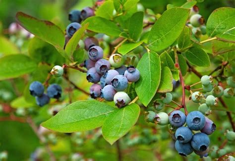 10 Best Blueberry Varieties For Home Gardeners - Gardening Chores