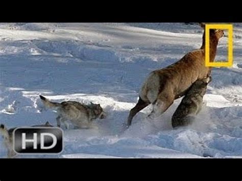 National Geographic Wild 2015 Yellowstone Wolves Attacks | Animals ...