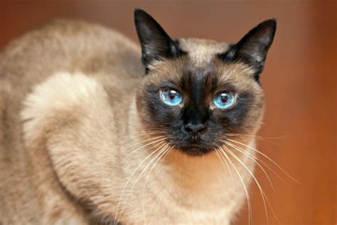 62 Best Siamese Cat Names | Great Pet Care