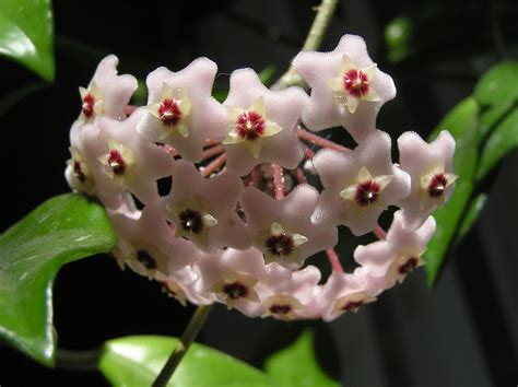 Hoya carnosa (L.f.) R.Br. | Plants of the World Online | Kew Science