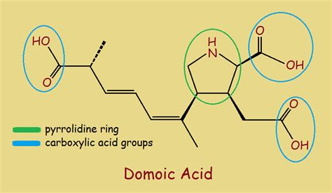 Algae, Seafood and Domoic Acid: Should You Be Concerned?