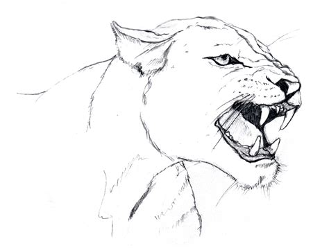 Roaring Lion Drawing at GetDrawings | Free download