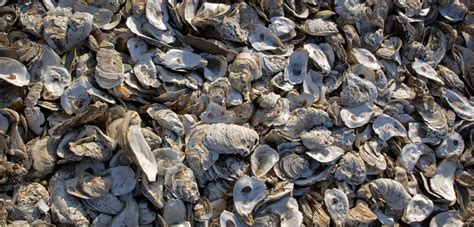 In the Chesapeake Bay, Shell Mounds Show a Long History of Sustainable Oyster Harvests | Hakai ...