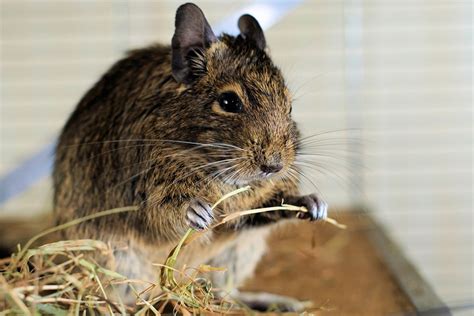 Degu care – how to handle degus | Supreme Petfoods