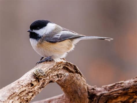 What is the State Bird of Maine? (And Why?) | Birdfact