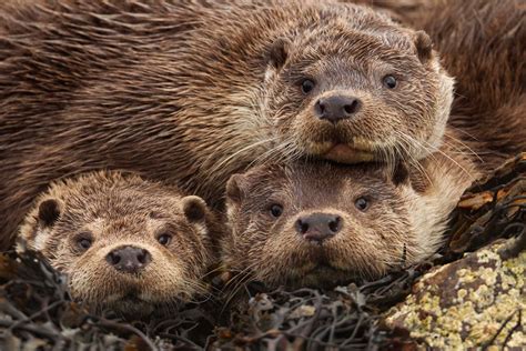 Otter Species in Alabama 2024 [Facts|category]