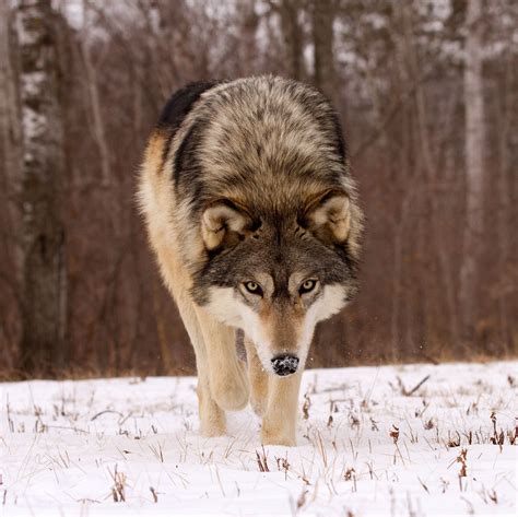 The Endangered Grey Wolf In Wyoming