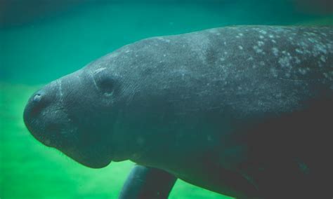 Dugong vs Manatee | What are the Differences?