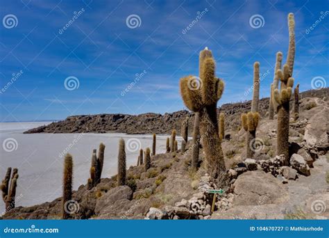 Isla Incahuasi in Salar De Uyuni Cactus Island Stock Image - Image of ...