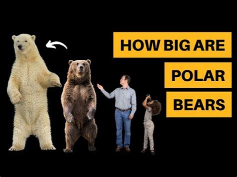 Polar Bear Vs Grizzly Bear Size Comparison