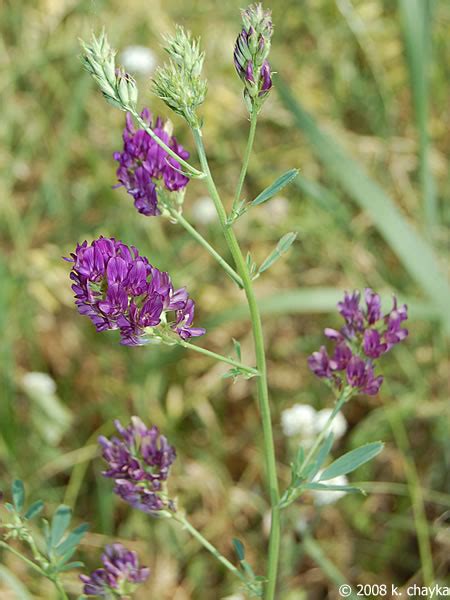 Medicago sativa (Alfalfa): Minnesota Wildflowers