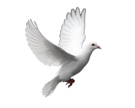 Working For Peace And Harmony | Bird gif, Bird, White doves