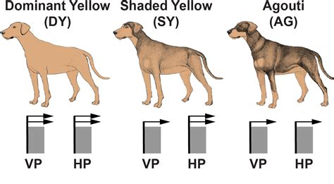 Interesting Facts of Genetics: Inheritance of Coat Colours in Dogs