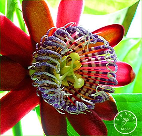 Time Limit!!10 seeds Passion Flower Seeds Vine Fruit Passiflora bonsai plant Seeds DIY home ...