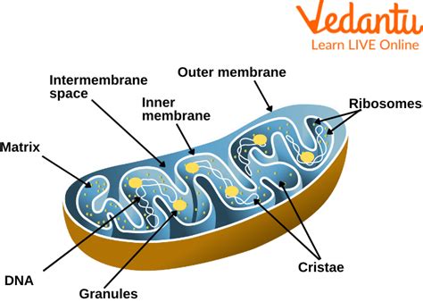 Mitochondria Diagram