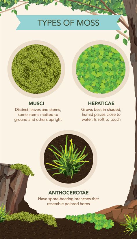 How to Grow and Care for Moss | PartSelect.com