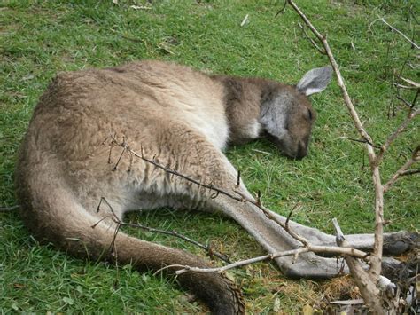 sleeping kangaroo by Fembot13 on deviantART