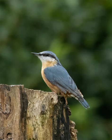 Nuthatch Bird Photos, Download The BEST Free Nuthatch Bird Stock Photos & HD Images