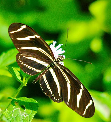 Zebra Longwing - Alabama Butterfly Atlas