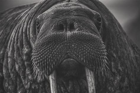 Female Walrus Closeup Photograph by Mountain Dreams | Fine Art America