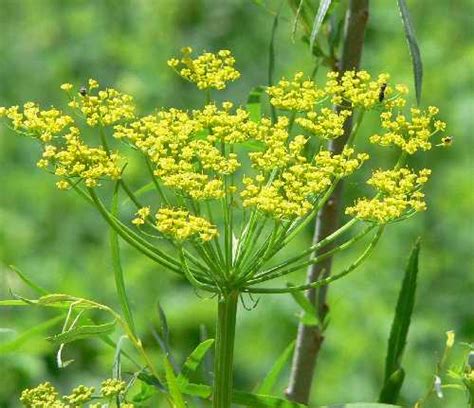 Wild Parsnip - Voyageurs National Park (U.S. National Park Service)