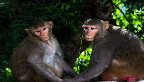 Rhesus Macaque Facts, Diet, Lifespan and Care of Baby Monkey