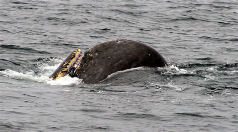 Surface Feeding - Sperm Whale Kaikoura NZ | This excited the… | Flickr