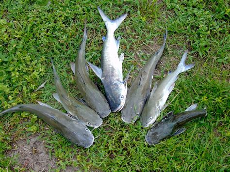 My Backyard: Saltwater Catfish - Good to Eat?