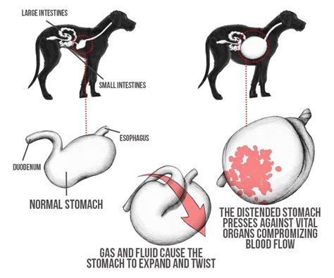 Gastric Dilatation-Volvulus (GDV)-The Alice Springs Veterinary Hospital