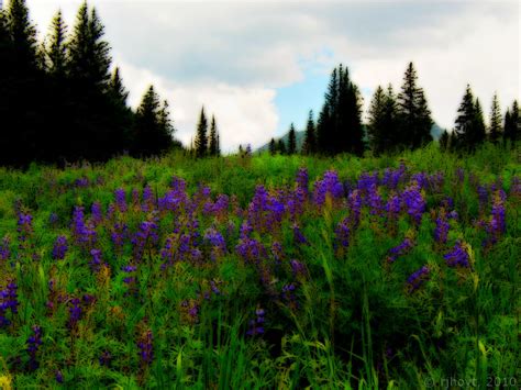 Colorado Spring Flowers by crzn22 on DeviantArt