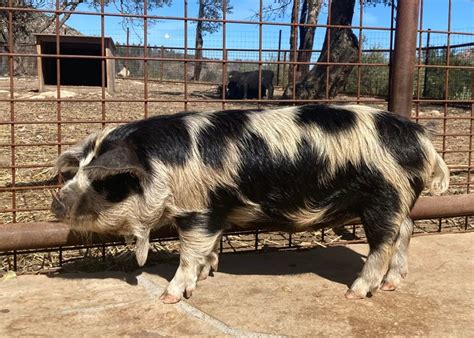 Moon Hollow - Ranch - KuneKune Pigs - For Sale