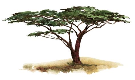 Acacia Tree Watercolor: Over 2,208 Royalty-Free Licensable Stock Illustrations & Drawings ...