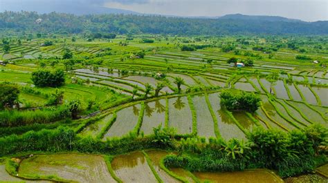 Rice Fields Trekking Trips - Hotel Uyah Amed - Hotel Uyah Amed - Hotel ...