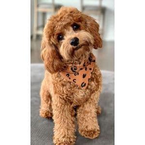 8 Best Cockapoo Haircut Ideas! (2022)