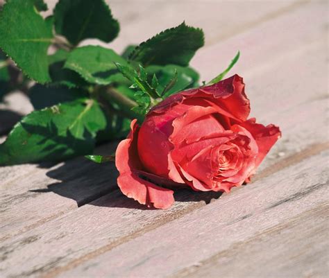 Rose Flower Romance table wood free image download