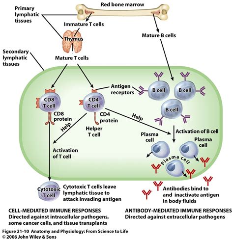 Types of Immune Response Diagram | Quizlet