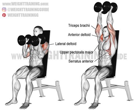 Seated Shoulder Press Form | Awesome Home