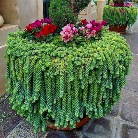 20+ Best Succulent Gardens Designs For Indoor And Outdoor - HAJAR FRESH | Succulent landscaping ...