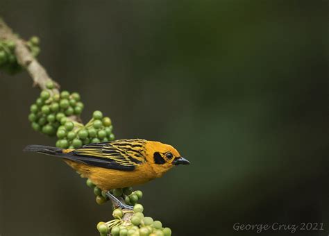 Golden Tanager | This picture was taken at San Jorge de Tand… | Flickr