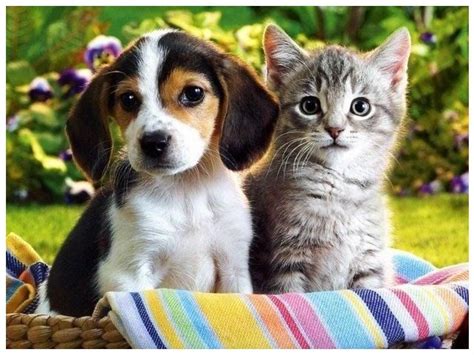 perritos - Buscar con Google | Cute cats and dogs, Cute cats, Funny cat pictures