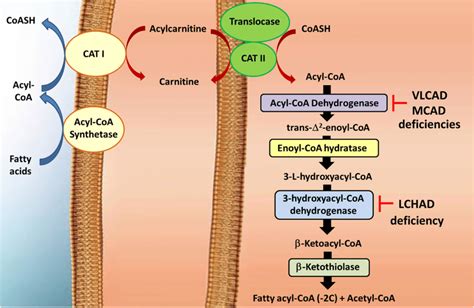 Mitochondrial beta-oxidation of long and very long-chain fatty acids.... | Download Scientific ...