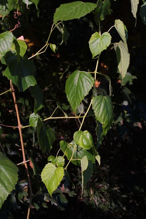 Ampelopsis cordata (heart-leaved peppervine): Go Botany